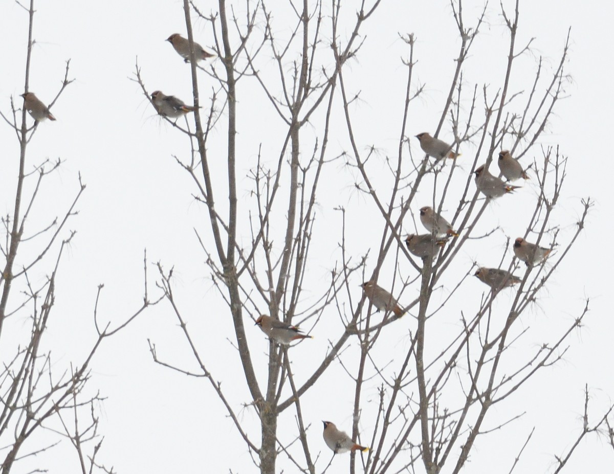 Bohemian Waxwing - ML647382024