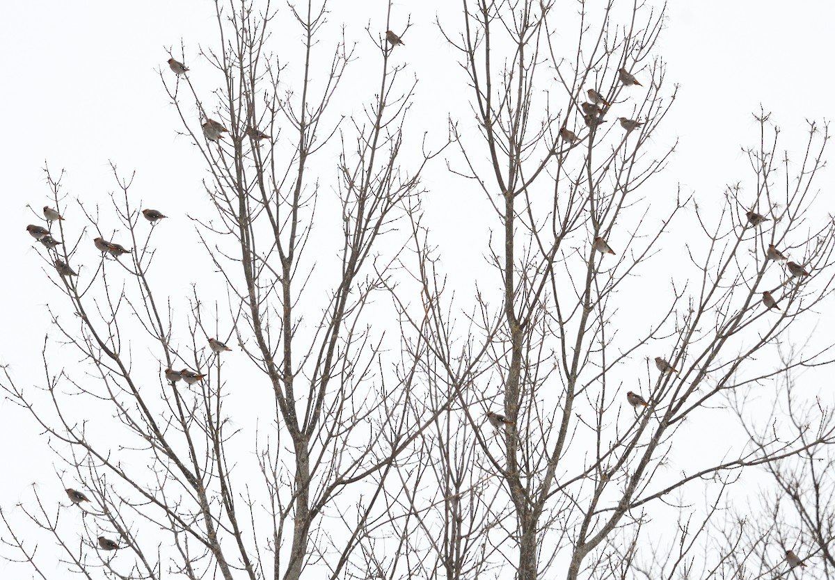 Bohemian Waxwing - ML647382025