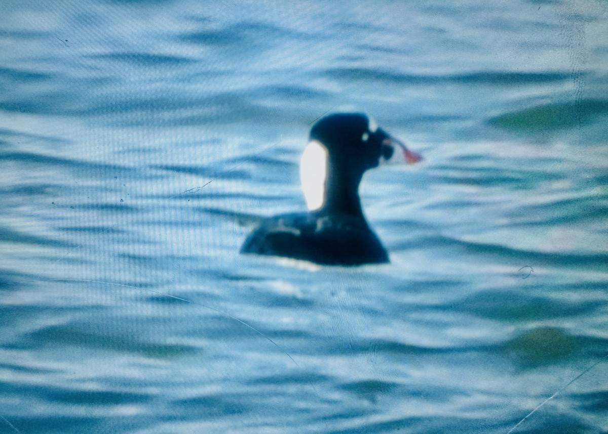 Surf Scoter - ML647382027