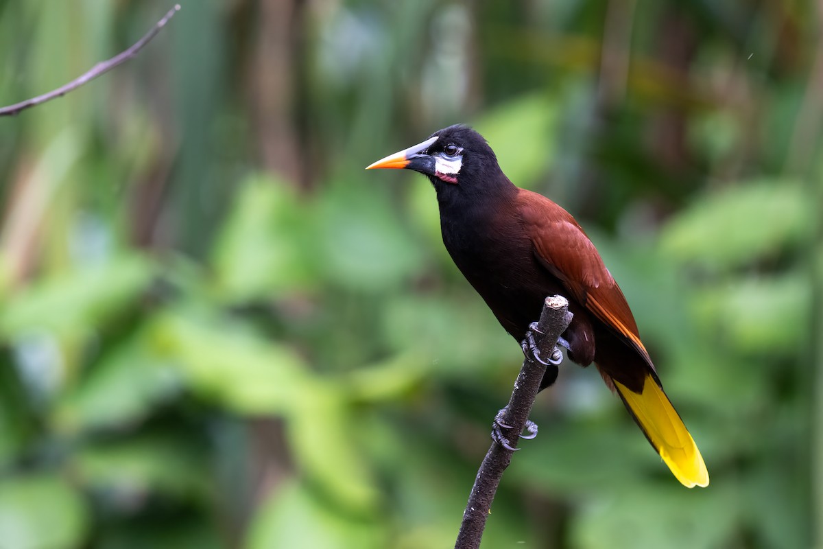 Конота панамська - ML647382031