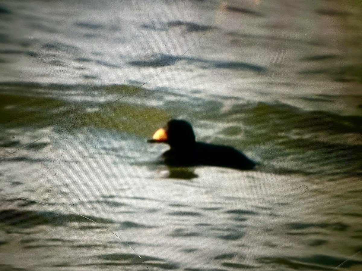 Black Scoter - ML647382032