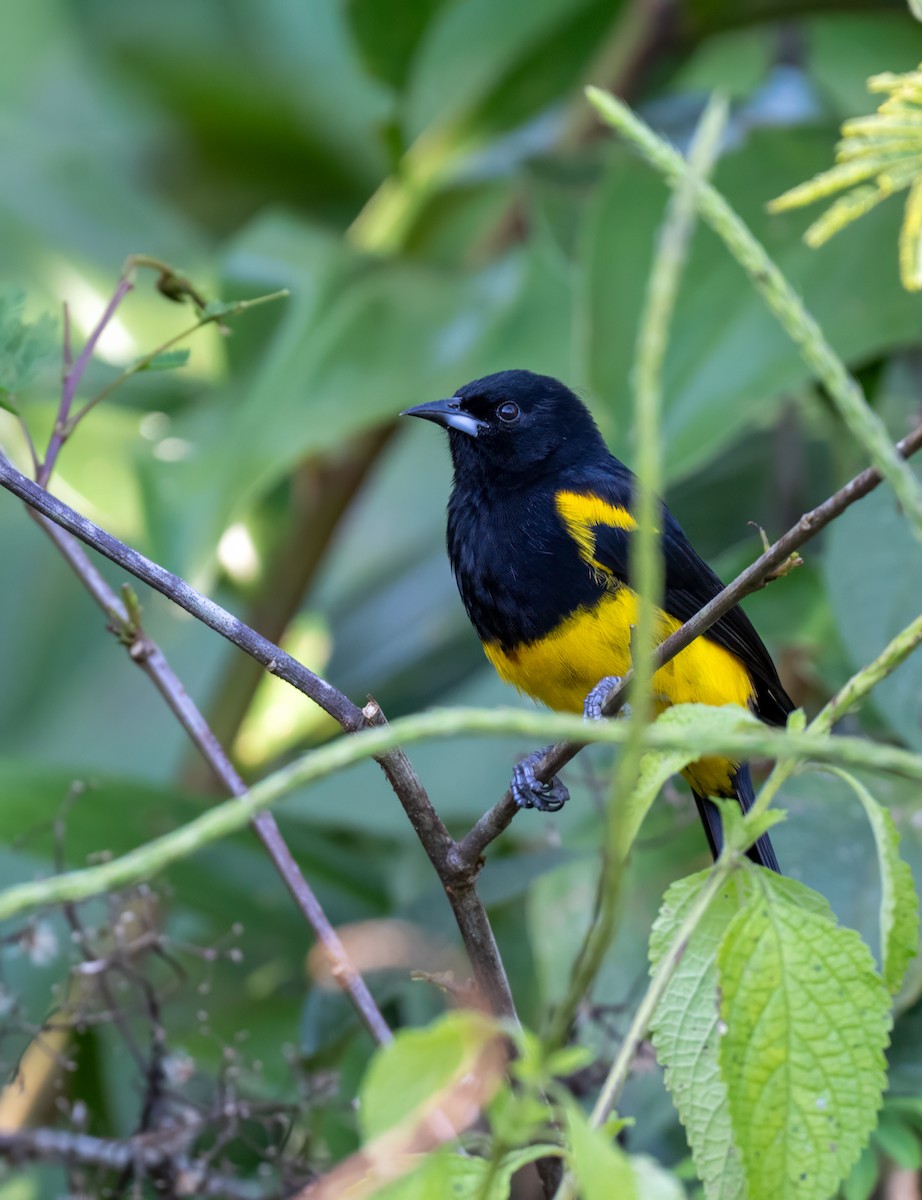 Трупіал банановий - ML647382034