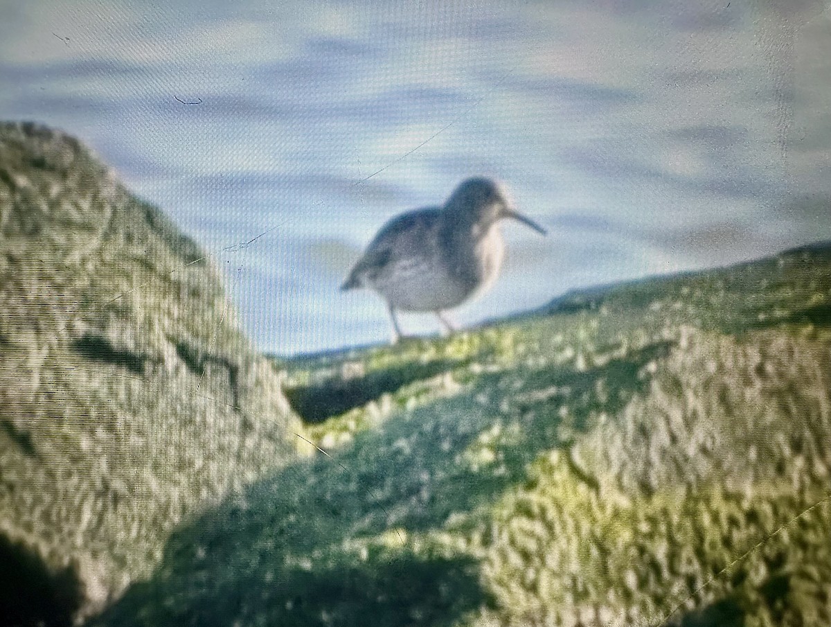 Purple Sandpiper - ML647382035