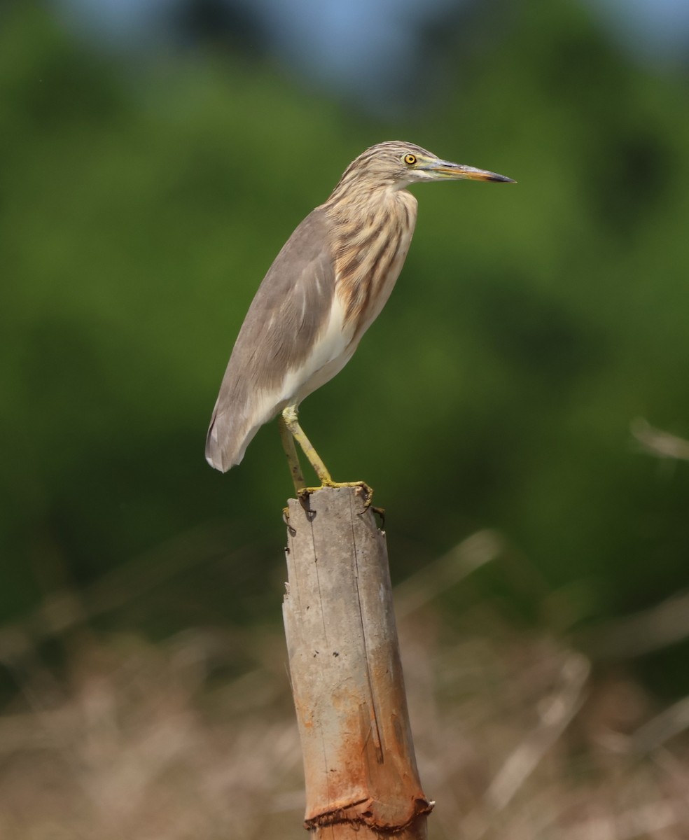 ジャワアカガシラサギ - ML647382047