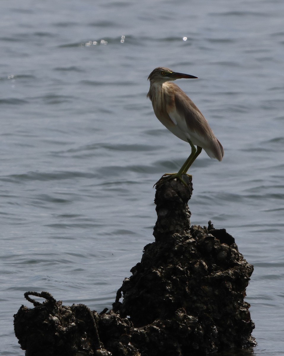 Чапля яванська - ML647382048