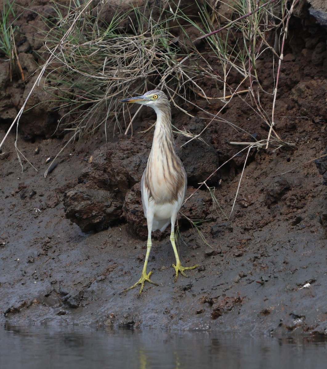 ジャワアカガシラサギ - ML647382049