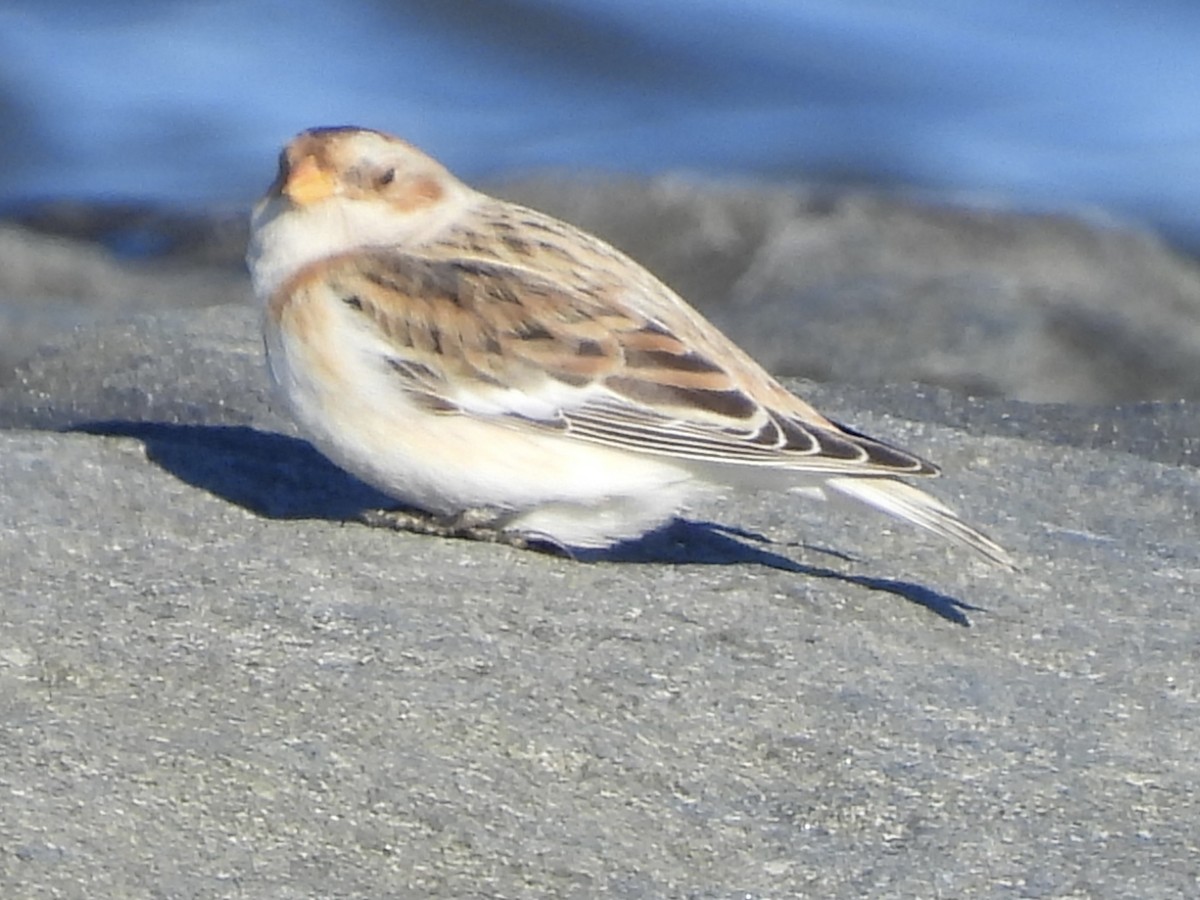 Пуночка снігова - ML647382051