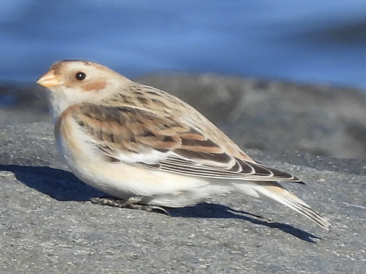 Пуночка снігова - ML647382052