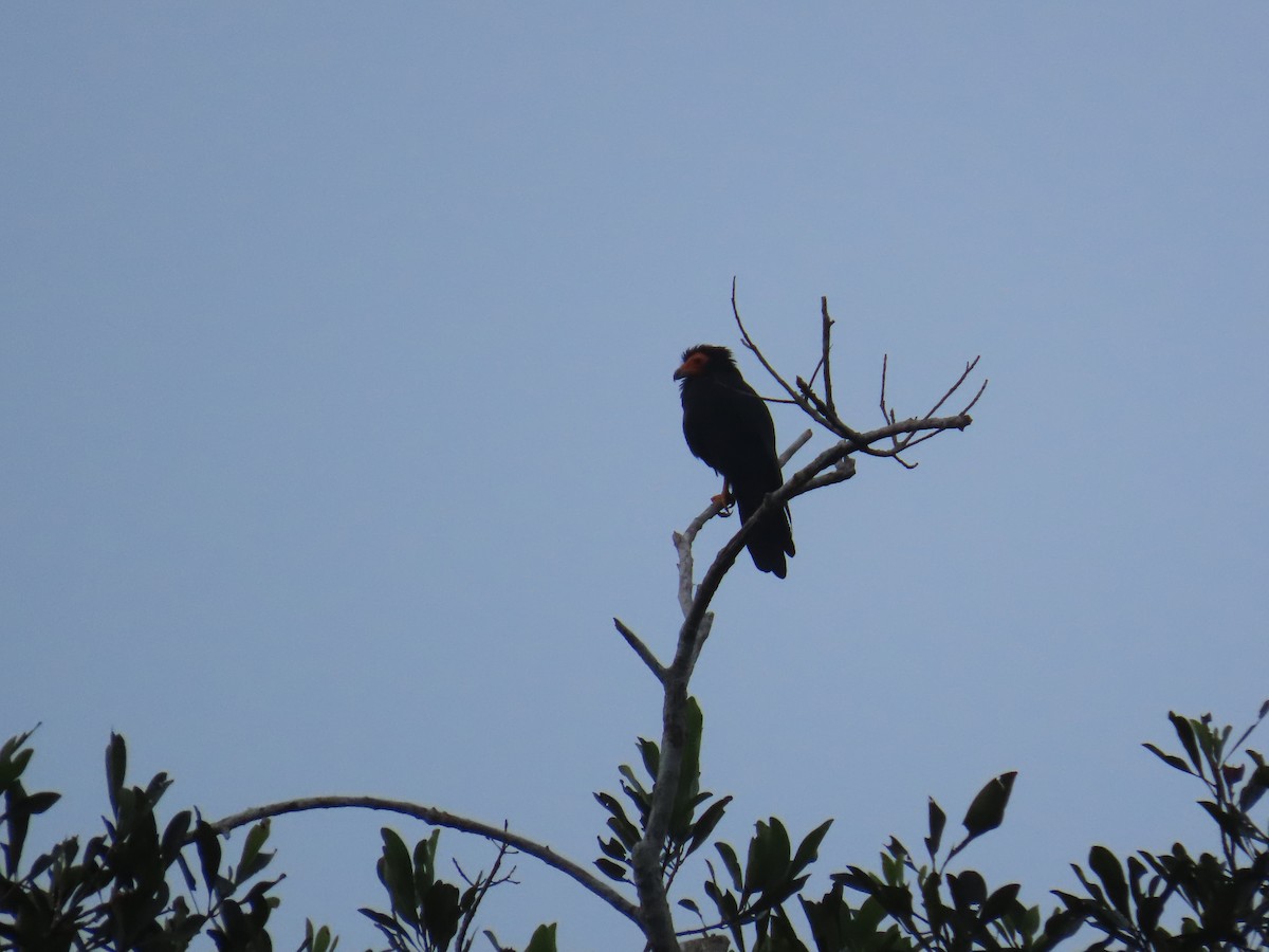 Каракара чорна - ML647382053