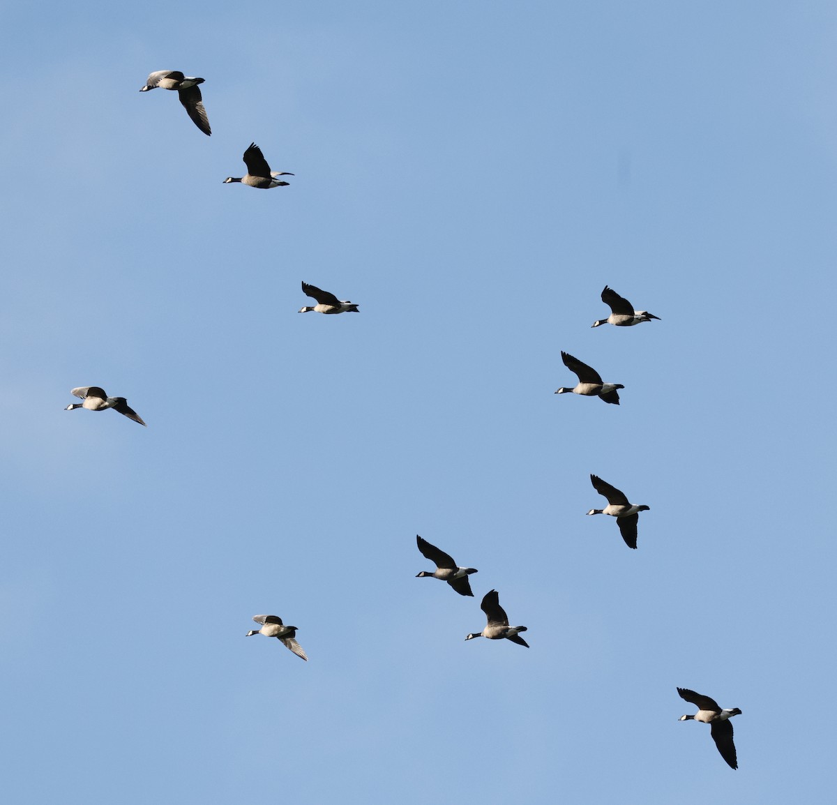 Казарка мала - ML647382054