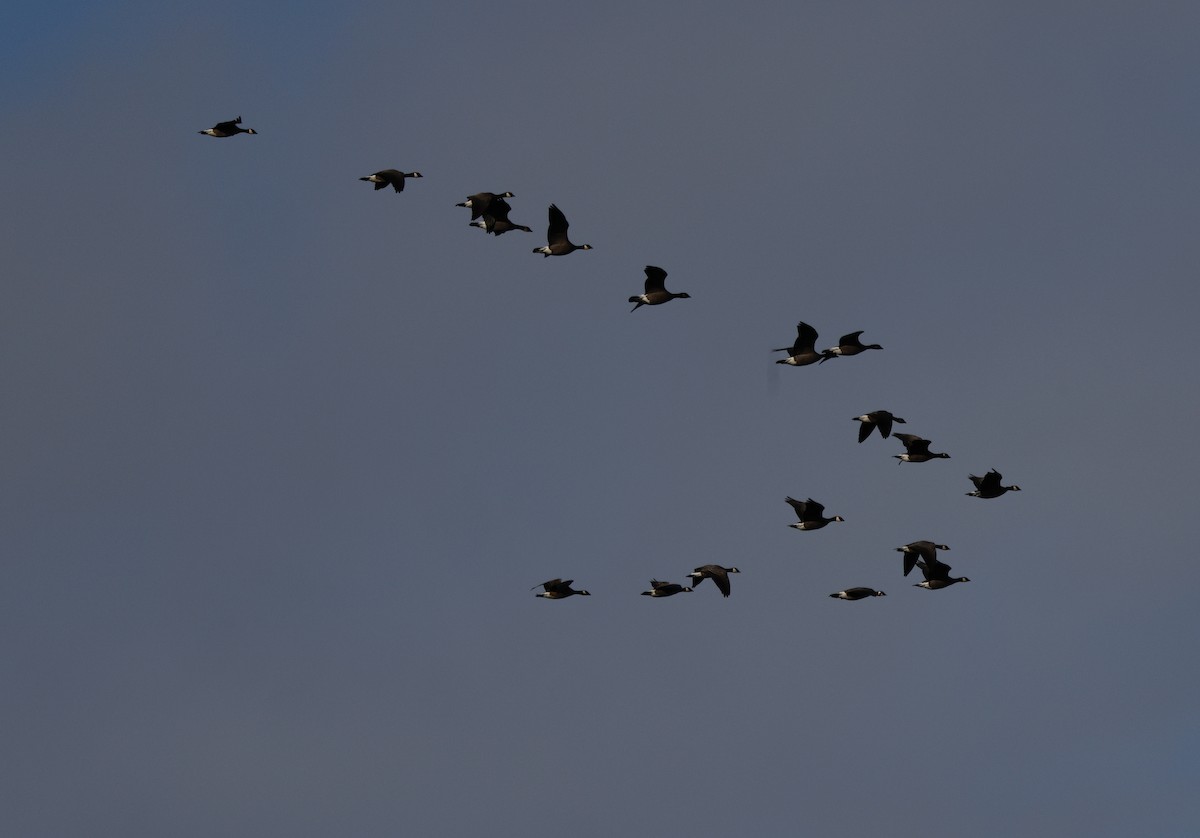 Казарка мала - ML647382055