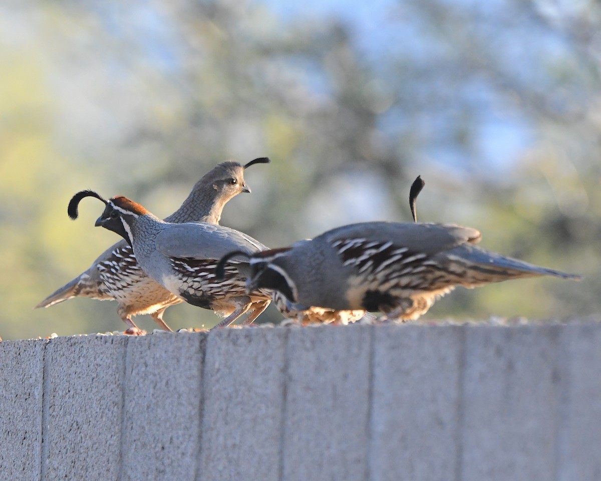 Перепелиця жовтогруда - ML647382056