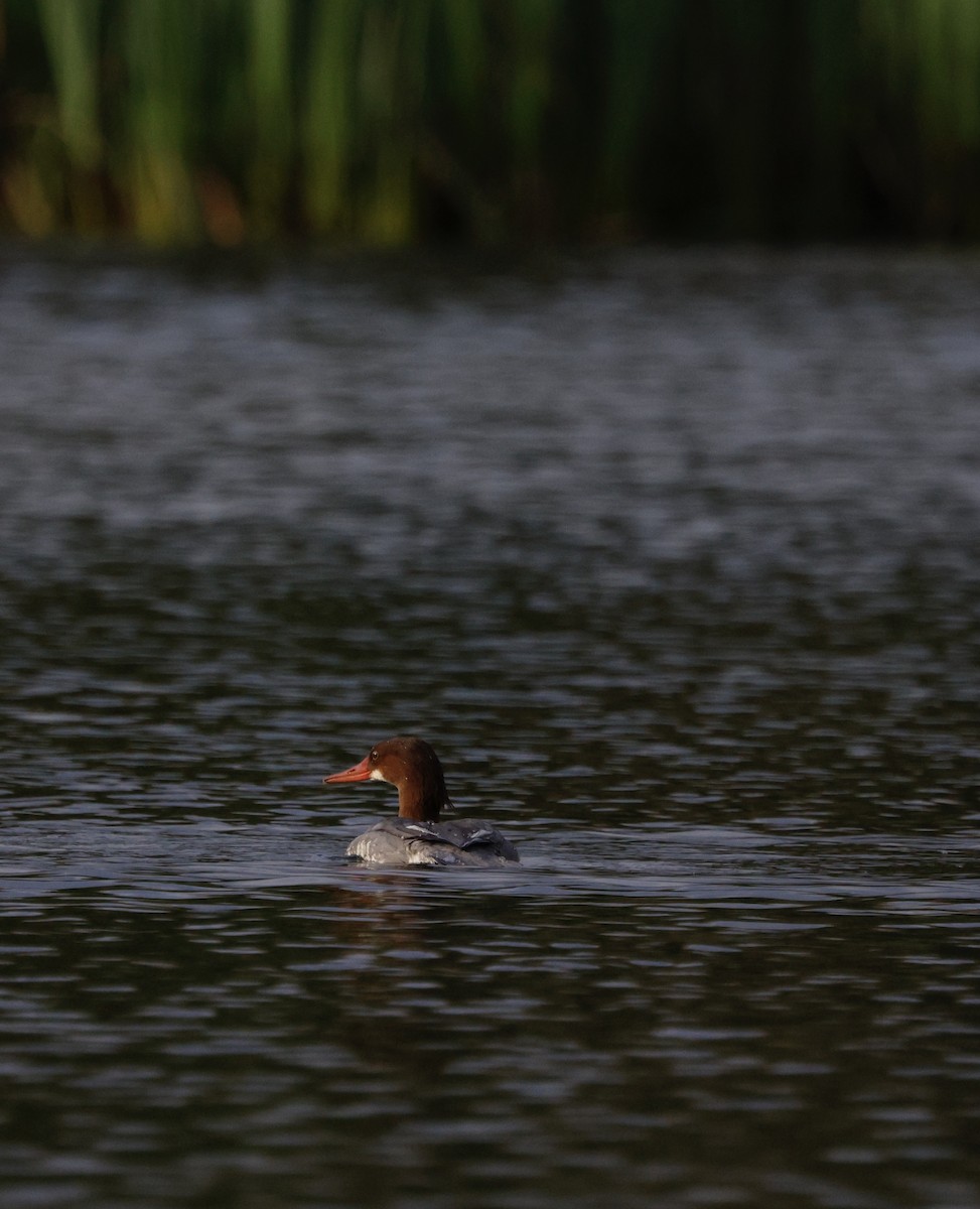 Крех великий - ML647382058