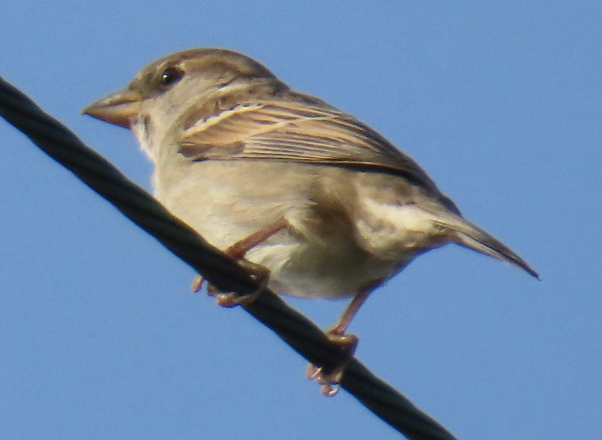 Горобець хатній - ML647382059