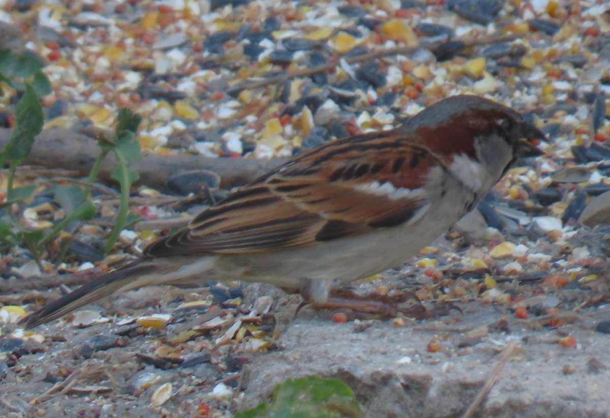 Горобець хатній - ML647382060