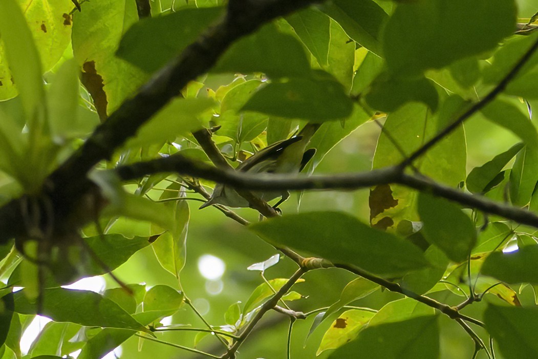 Віреон чорновусий - ML647382061