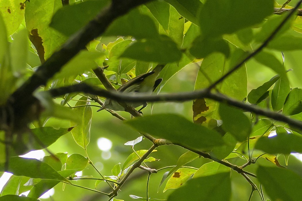 Віреон чорновусий - ML647382062