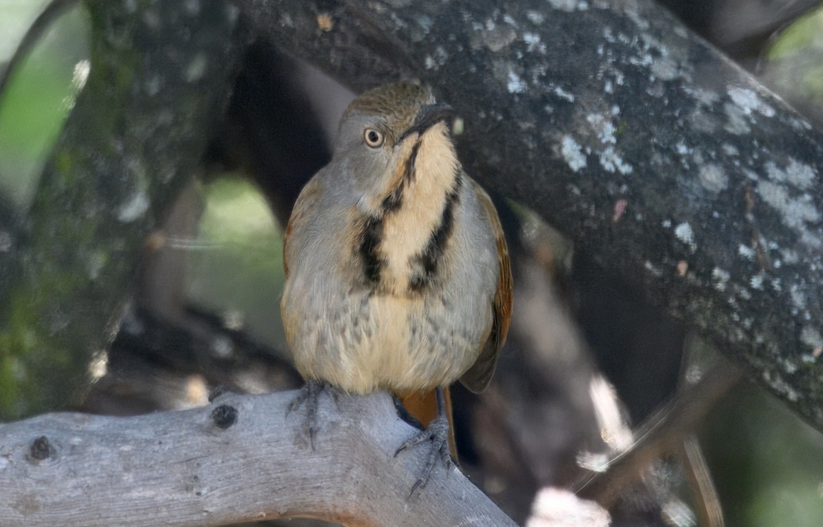 Тирч вохристоволий - ML647382064