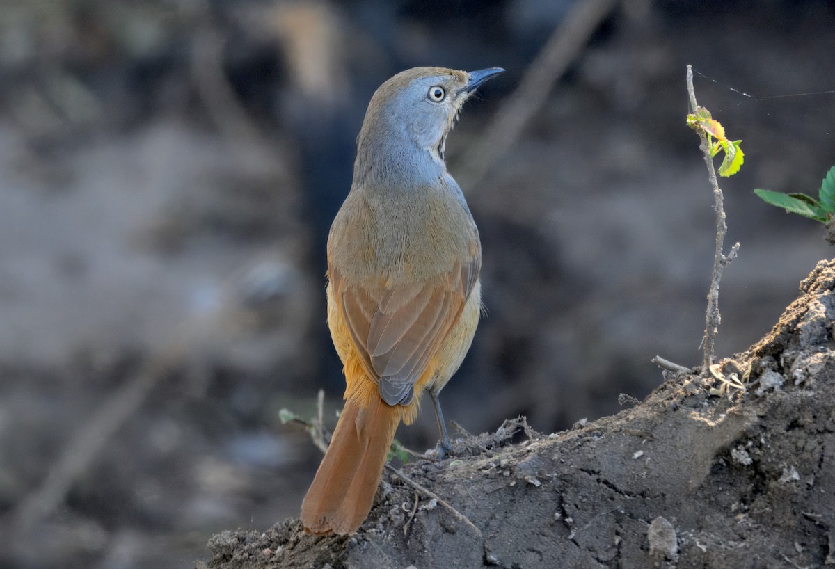 Тирч вохристоволий - ML647382065