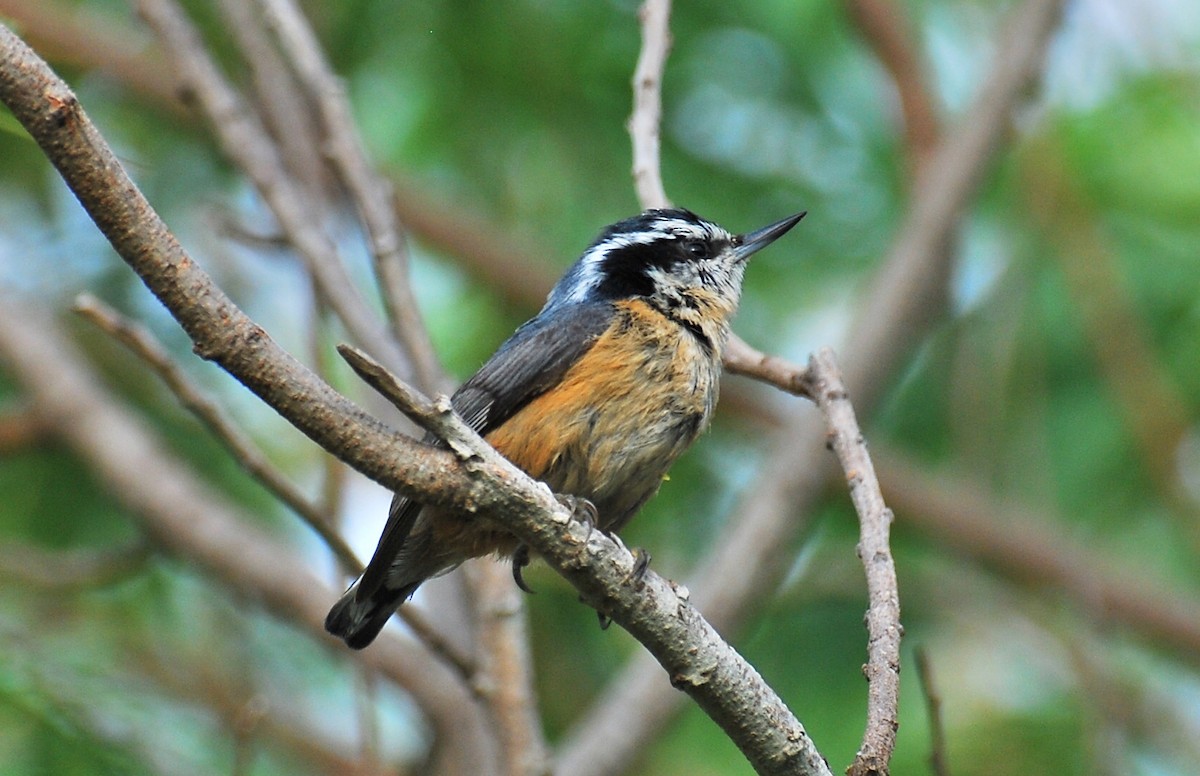 Повзик канадський - ML647382071