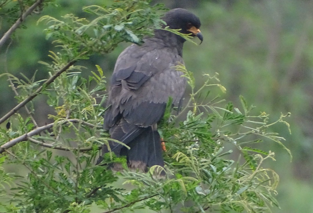 Шуліка-слимакоїд червоноокий - ML647382072