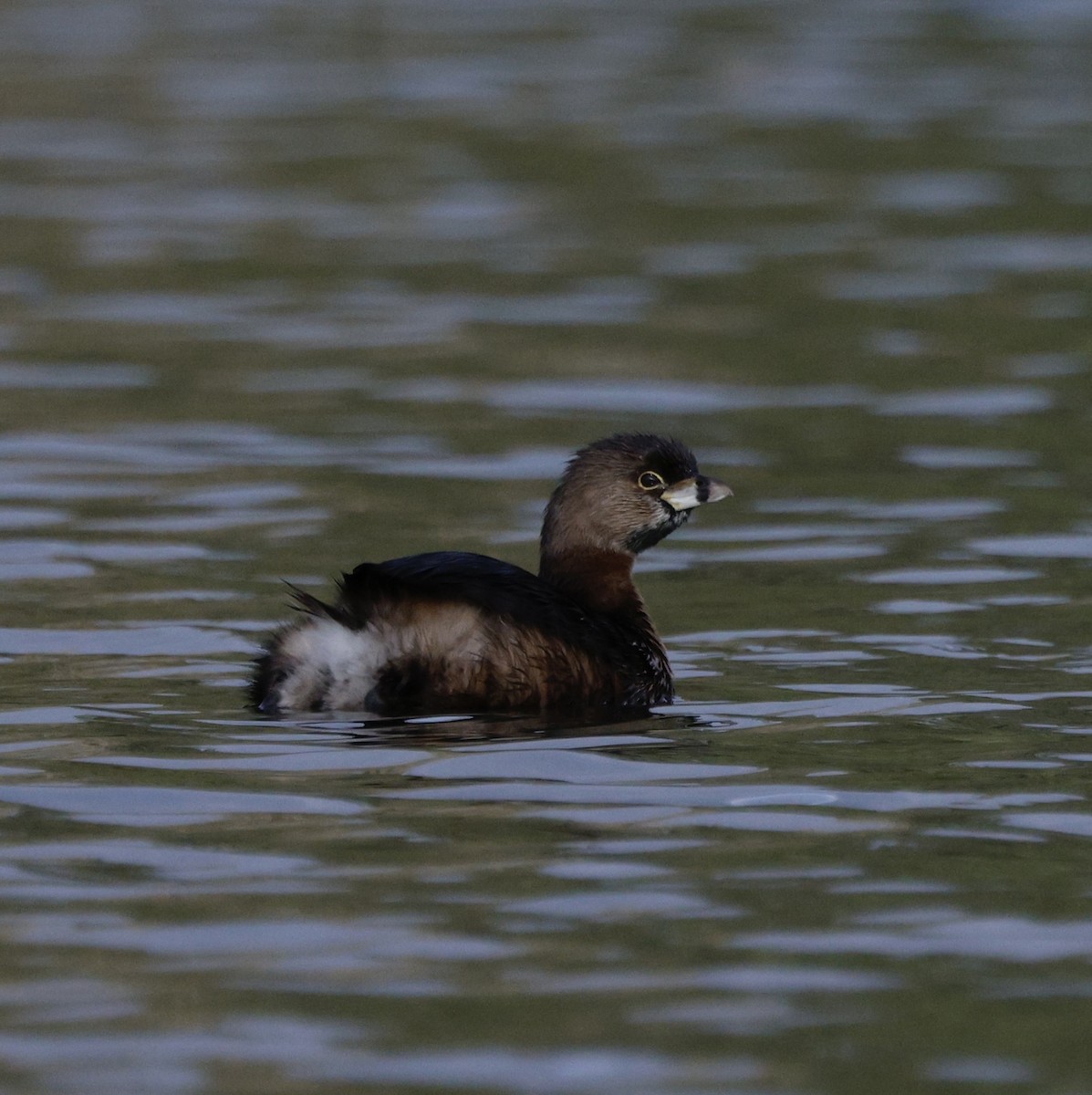 Пірникоза рябодзьоба - ML647382073