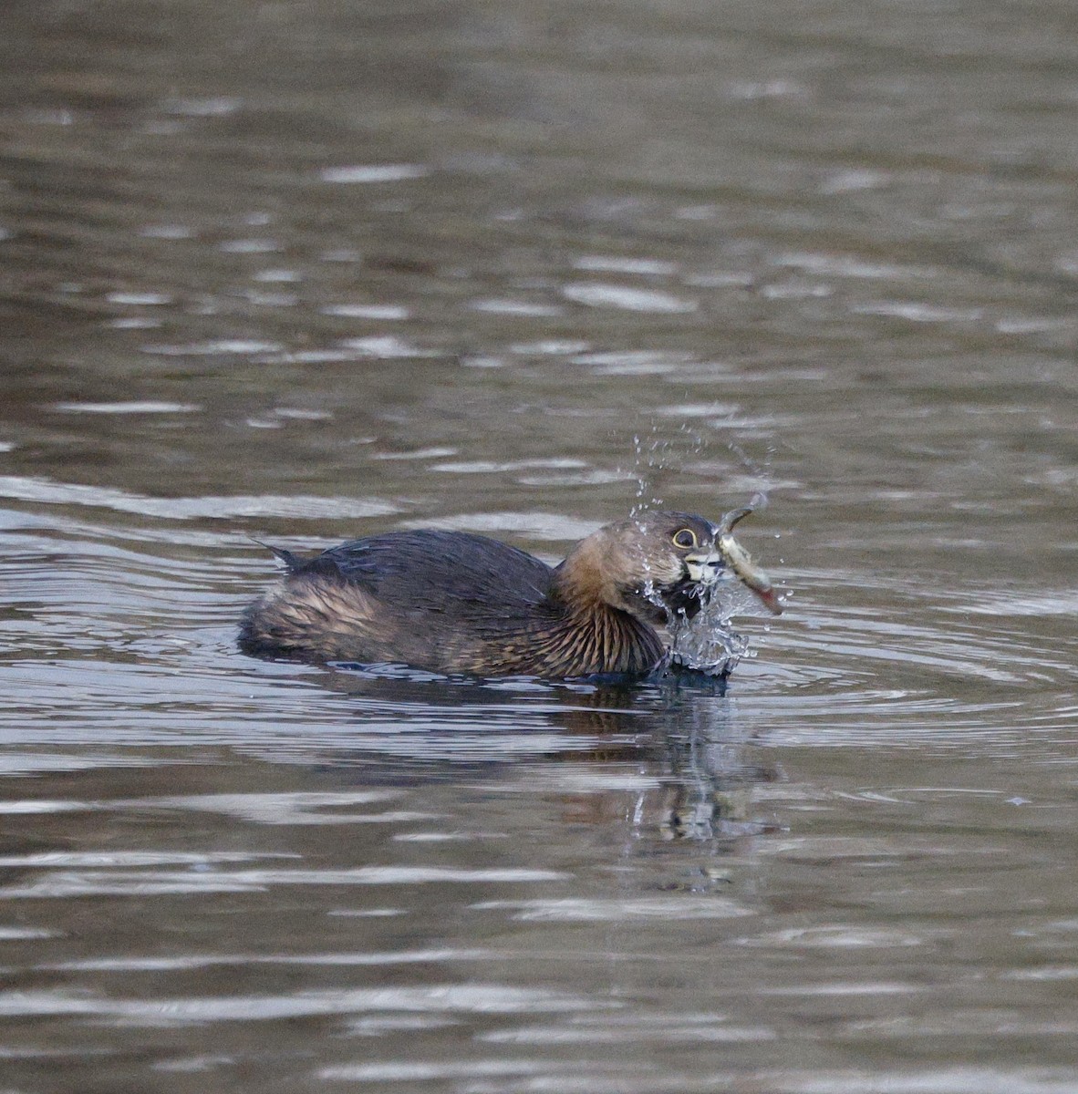 Пірникоза рябодзьоба - ML647382078