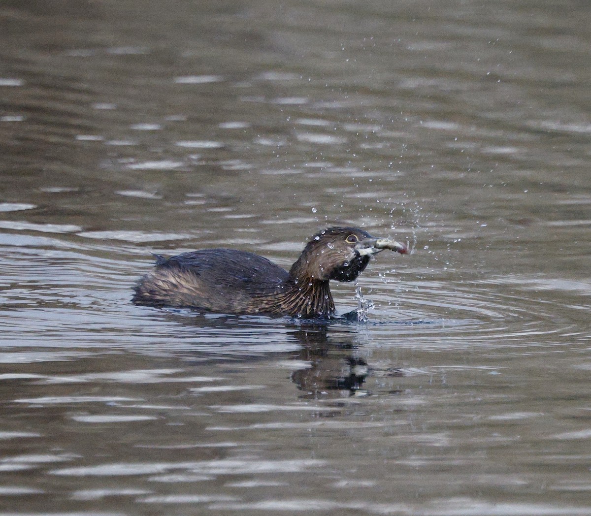 Пірникоза рябодзьоба - ML647382079