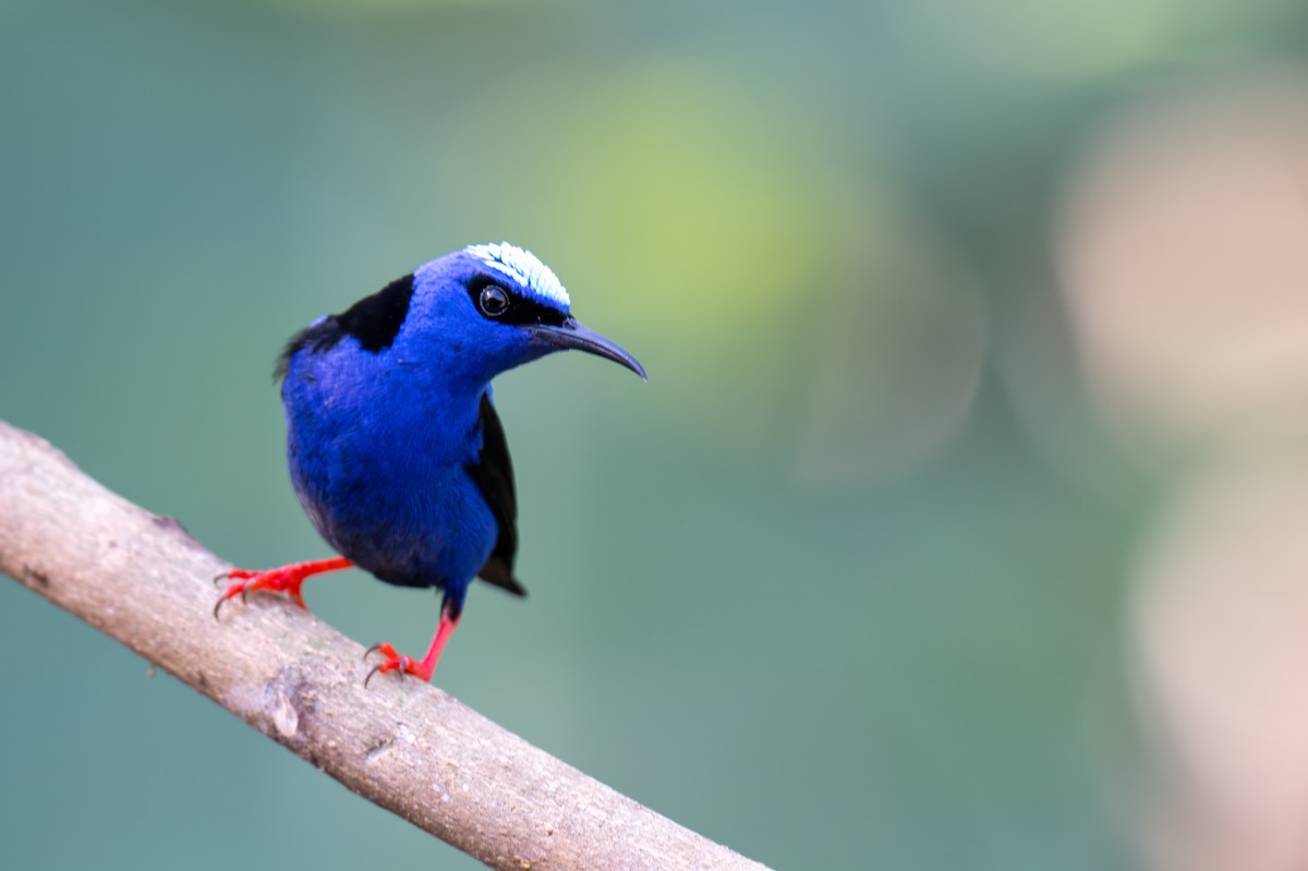 Танагра-медоїд бірюзова - ML647382081