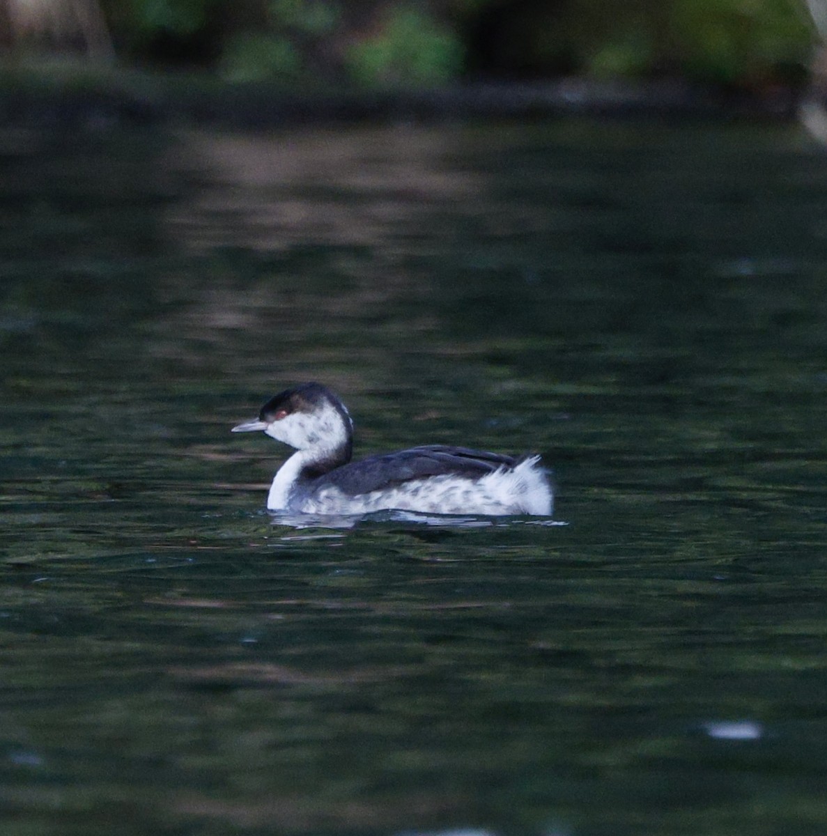 Пірникоза червоношия - ML647382088