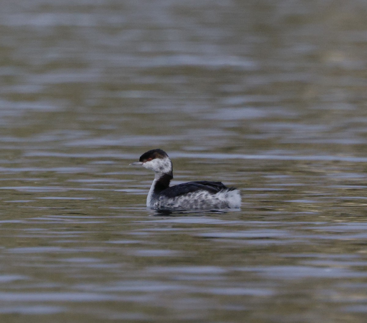 Txilinporta urrebelarria - ML647382089