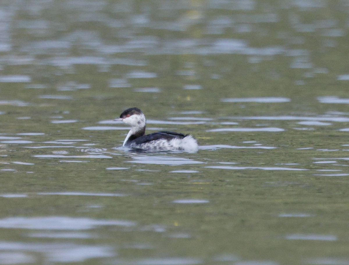 Пірникоза червоношия - ML647382090