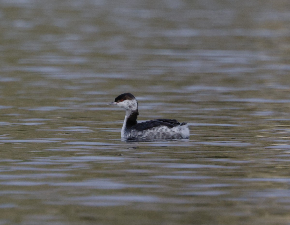 Пірникоза червоношия - ML647382091