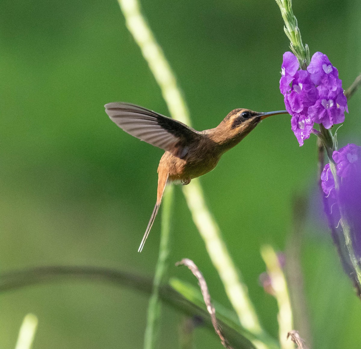 Ерміт чагарниковий - ML647382093