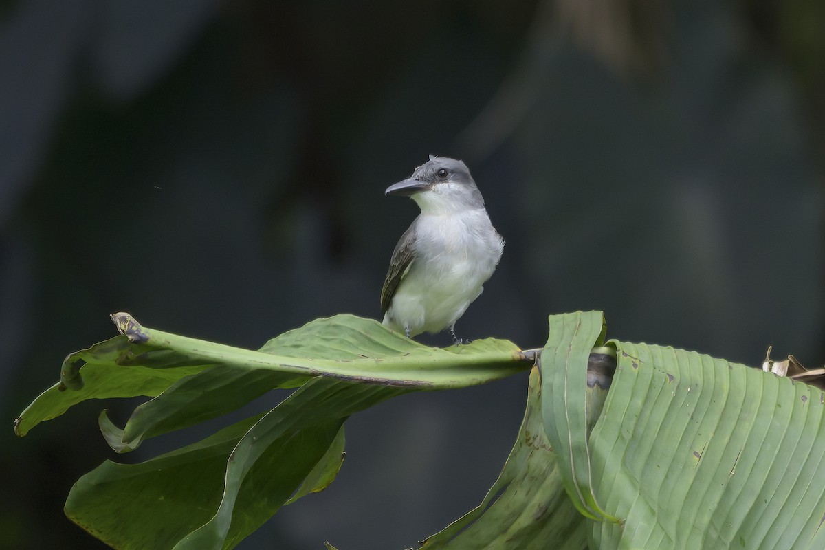 Тиран сірий - ML647382094