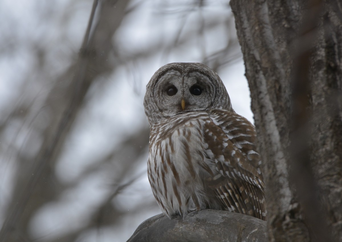 Сова неоарктична - ML647382095