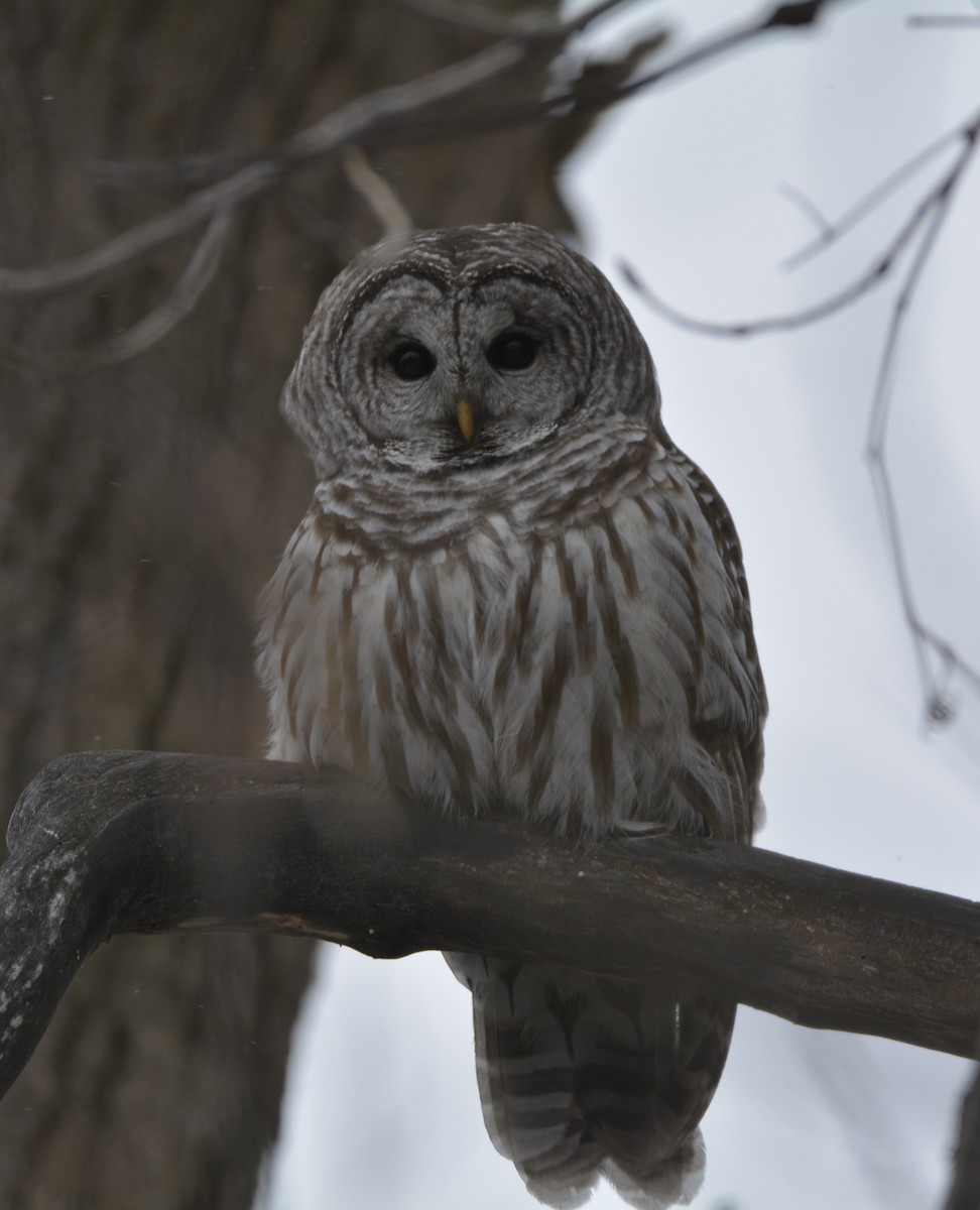 Barred Owl - ML647382096