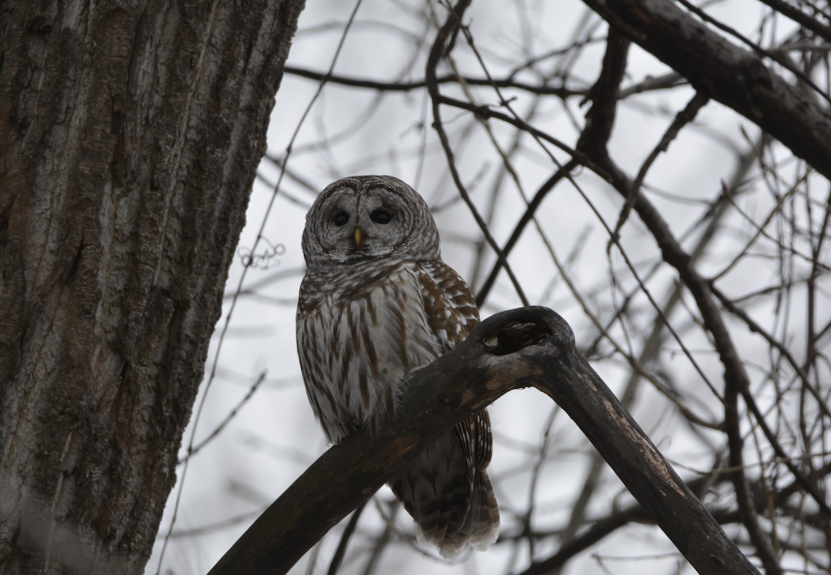 Barred Owl - ML647382099