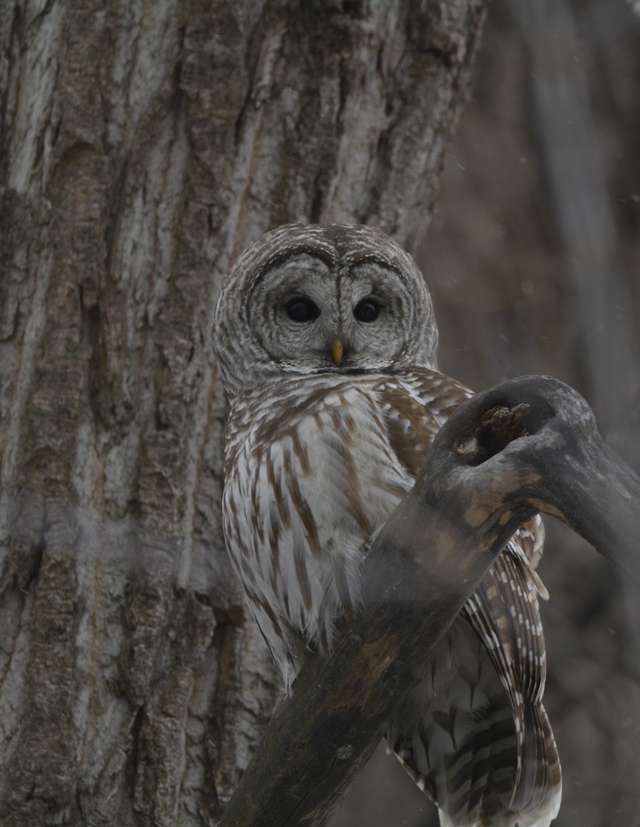 Barred Owl - ML647382100