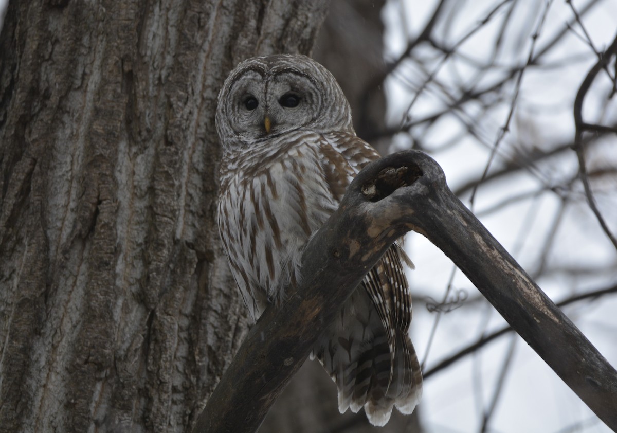 Сова неоарктична - ML647382101