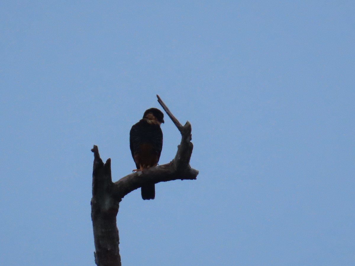 Bat Falcon - ML647382103