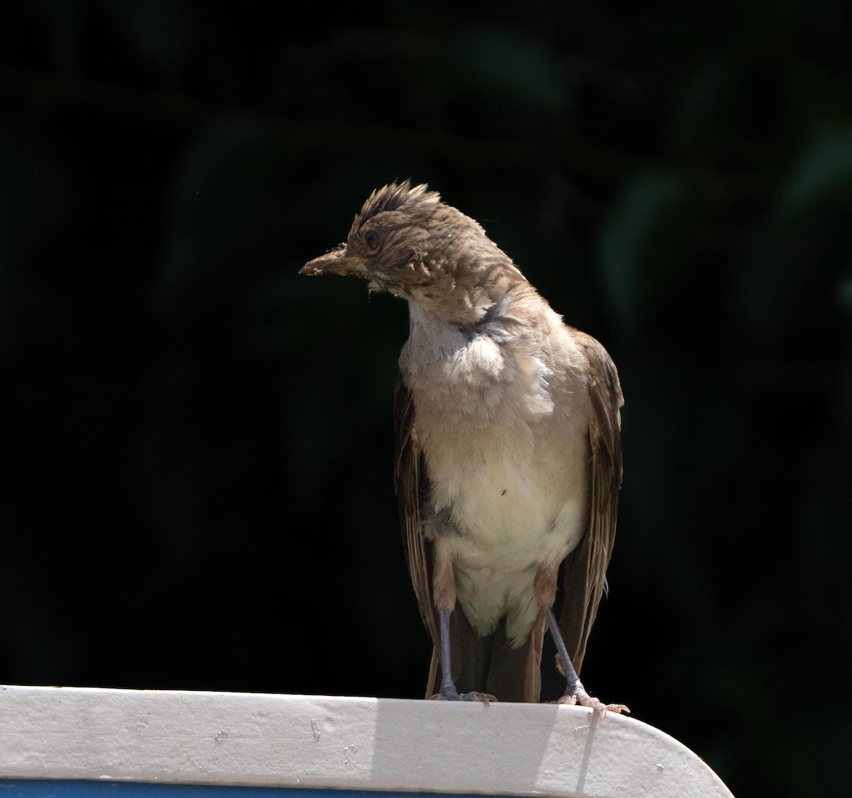 Creamy-bellied Thrush - ML647382113