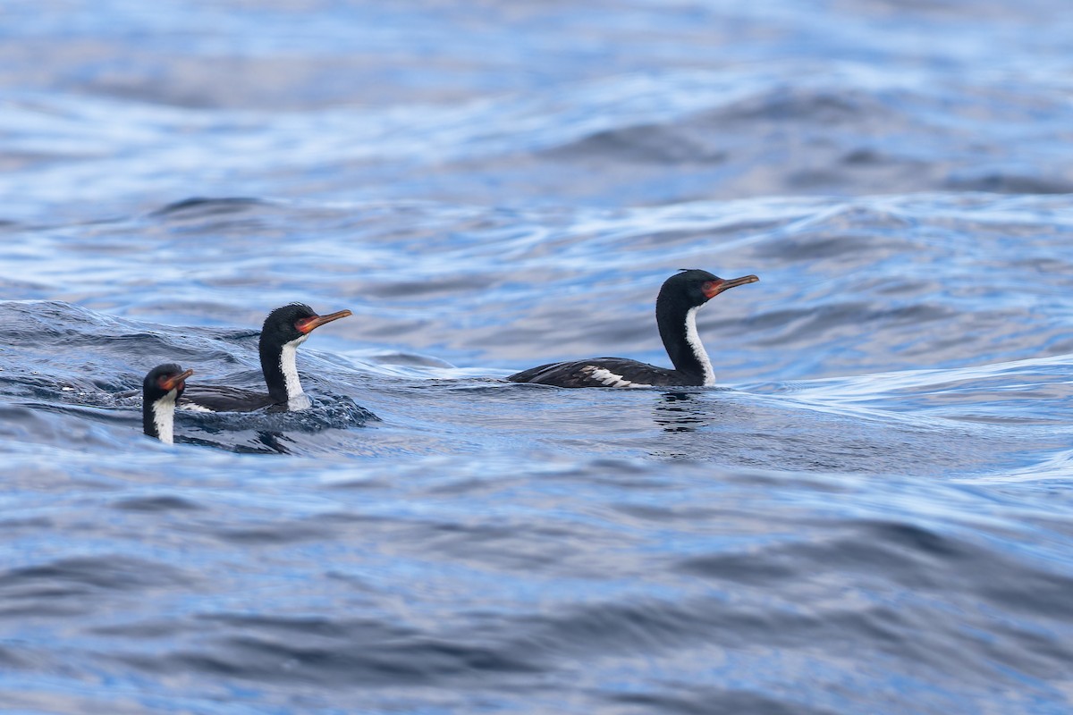 Bounty Islands Shag - ML647382116
