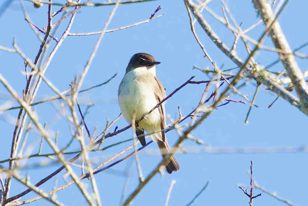 Eastern Phoebe - ML647382123