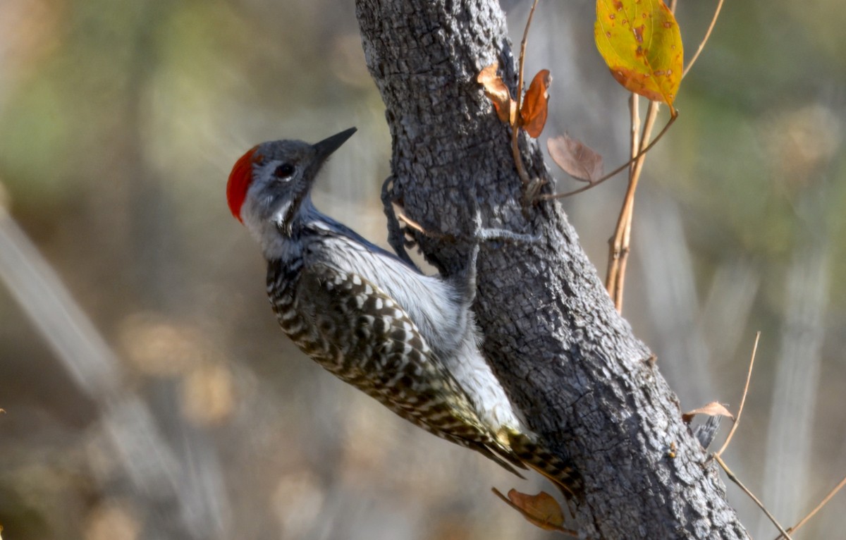 Pito Cardenal - ML647382133