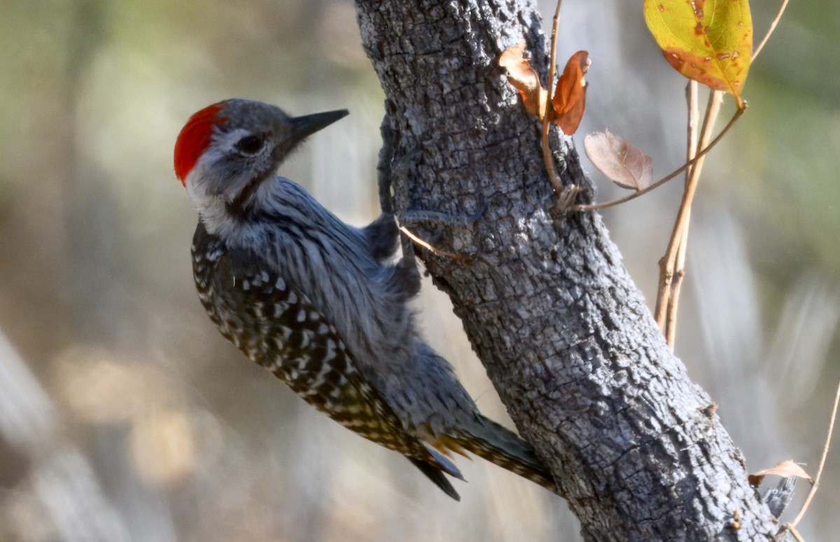 Pito Cardenal - ML647382134