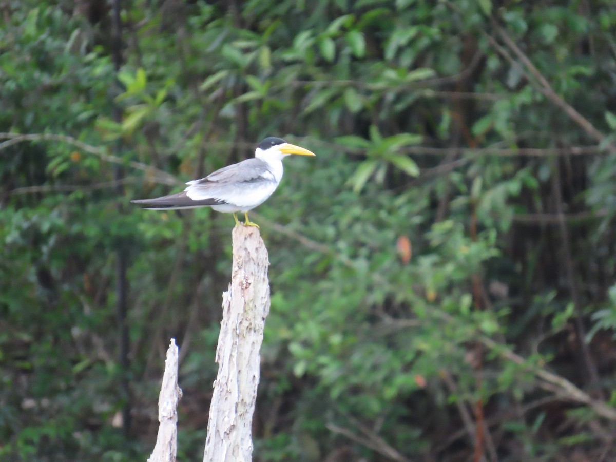 Large-billed Tern - ML647382135