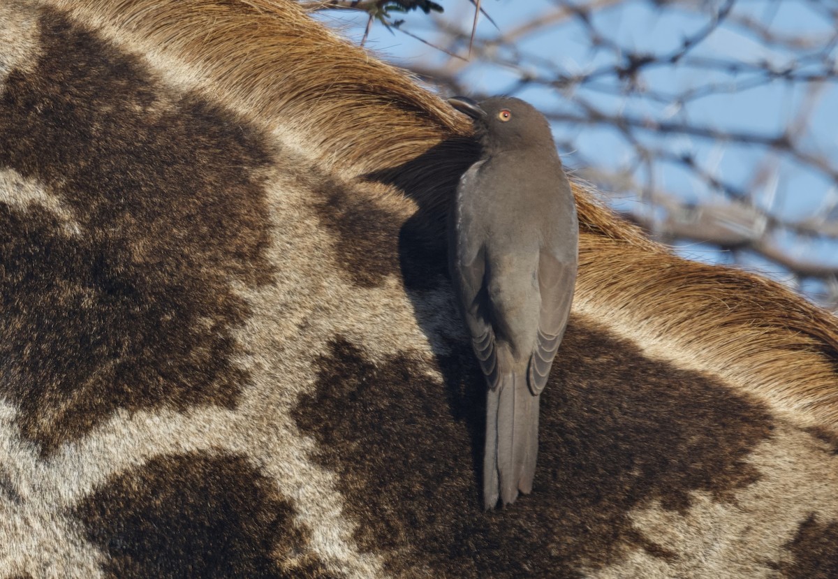 rødnebboksehakker - ML647382143
