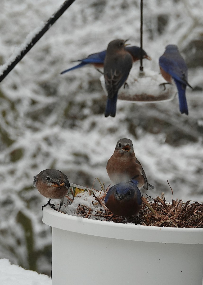 Eastern Bluebird - ML647382145