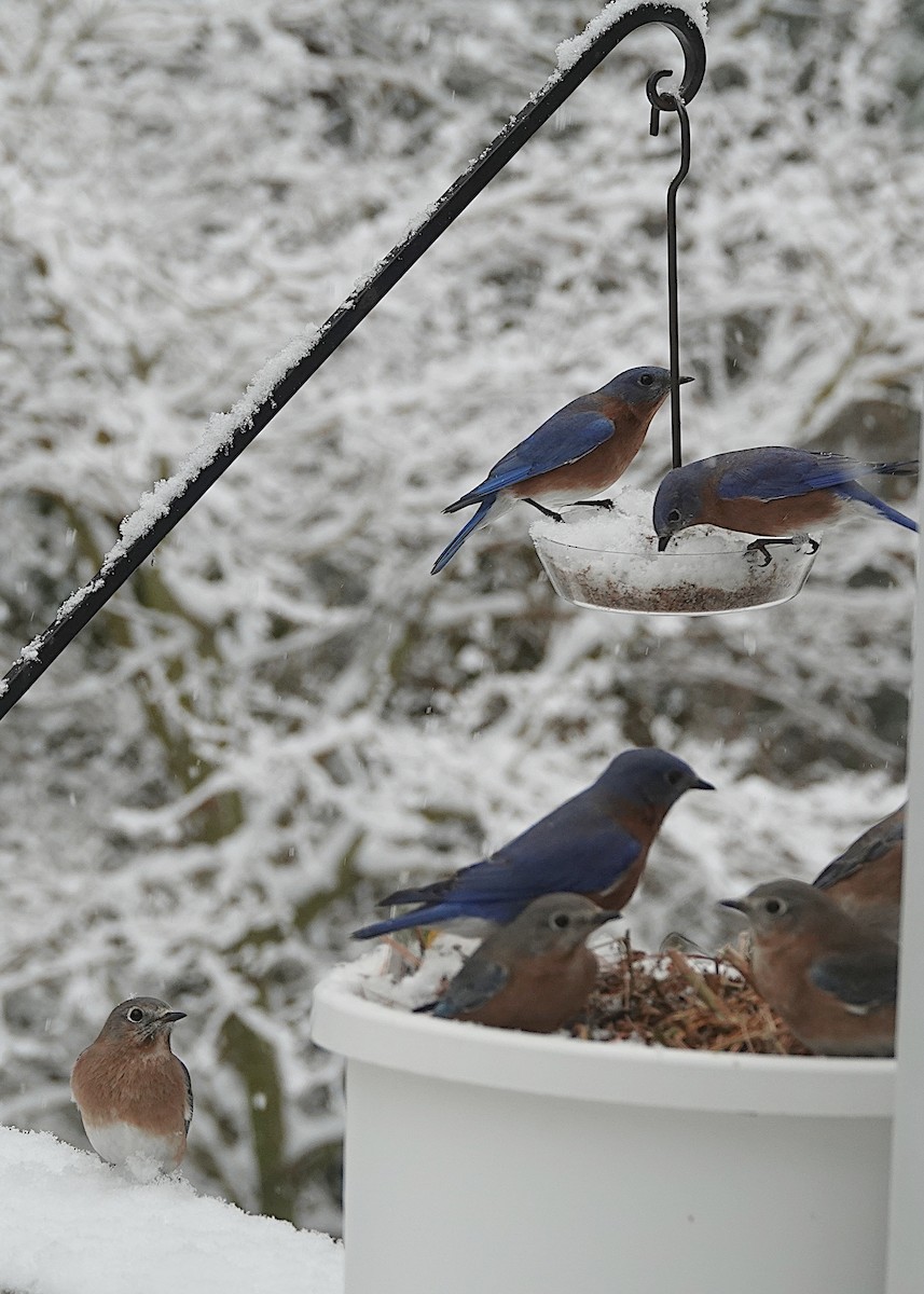 Eastern Bluebird - ML647382146